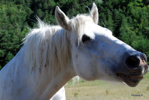 Chevaux en Haute-Provence-PhotosLP Fallot (6).JPG