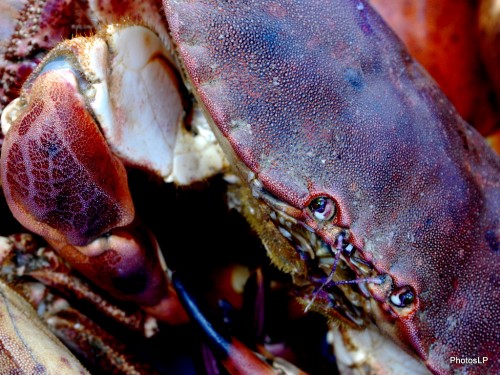 Poissonnier au marché - PhotosLP Fallot-201O (2).JPG