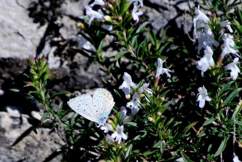 Haute-Provence-série 2-PhotosLP Fallot  (13).jpg