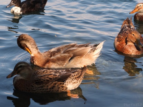 Canards au bord du Loup-PhotosLP Fallot (3).jpg