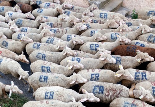 Moutons dans le village-PhotosLP Fallot (13).jpg