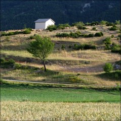 Moutons dans le village-PhotosLP Fallot (16).jpg