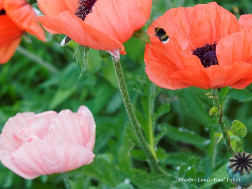 pavot  d''orient,fleurs,coquelicot