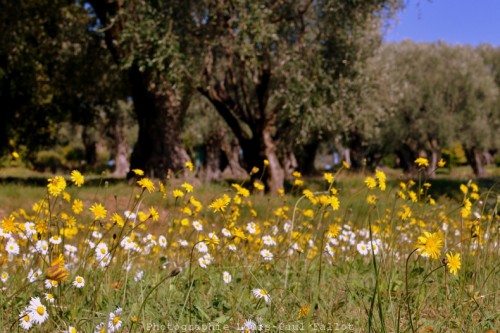 cagnes sur mer,musée renoir,parc des collettes,renoir,oliviers,fleurs