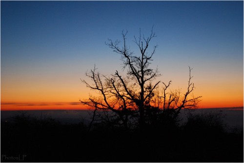 Jour de l'an-PhotosLP Fallot-01012011 (02).jpg