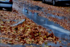 Pluie diluvienne-Feuilles-Cagnes-PhotosLP Fallot    (15).jpg