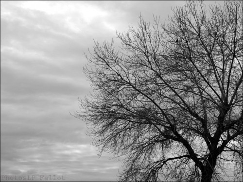 st laurent du var,photo,plage,hiver,arbre