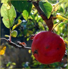 Pomme en automne-Photo LP Fallot.jpg