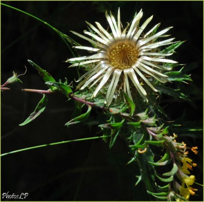 Fleurs de septembre-PhotosLP-2010.jpg