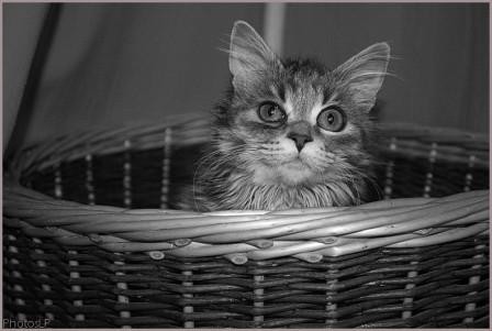 Petit Chat-PhotosLP-2008.jpg