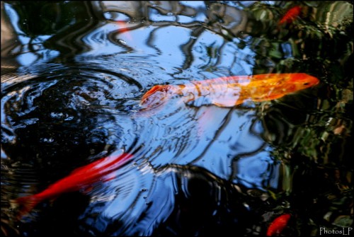 Les poissons rouges-Photo LP Fallot.jpg