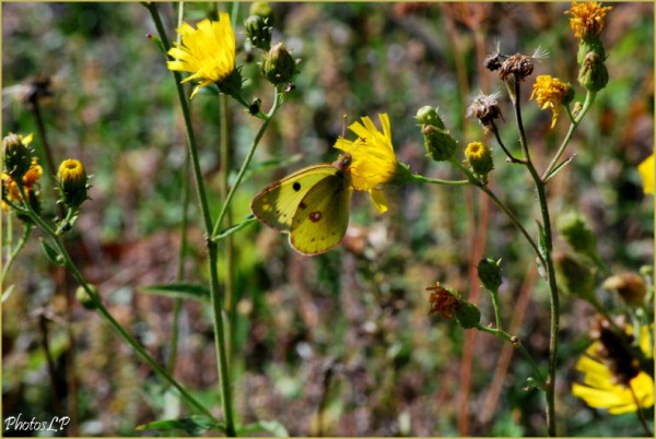 Fleurs de septembre-PhotosLP-2010 (3).jpg