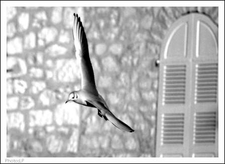 Mouette au port du Cros-PhotosLP-2008.jpg