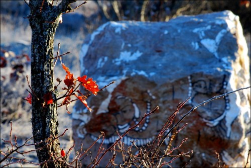 1er janvier 2011-Col de Vence-PhotosLP Fallot (10).jpg