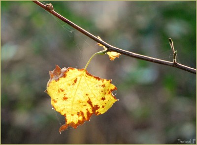 L'arbre de vie-Photo LP Fallot.jpg