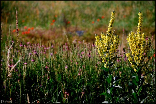 Fleurs des champs-PhotosLP Fallot.jpg