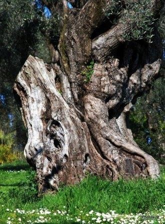 Le vieil arbre- du Parc Renoir -PhotosLP-2009.JPG