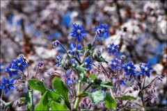 Petites fleurs bleues-PhotosLP.jpg