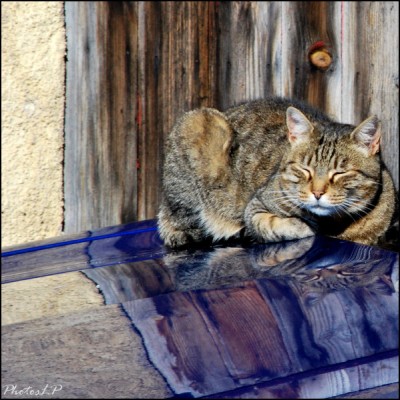 Le Chat sur un capot-octobre 2010 (3).jpg