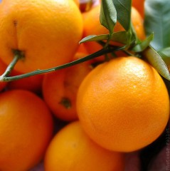 Oranges-PhotosLP Fallot (6).jpg