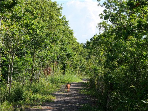 Sur les chemins de Kerguilloté- 1-PhotosLP Fallot     (5).jpg