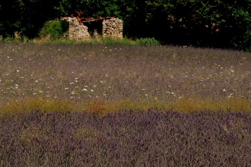 haute-provence,vacances 2011,banon,giono,lavande