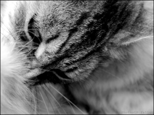 Le Chat-Photo Louis-Paul Fallot.jpg