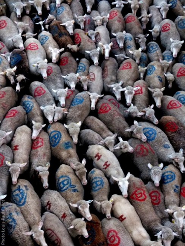 Qui sont les moutons-Photo Louis-Paul Fallot - Copie.jpg