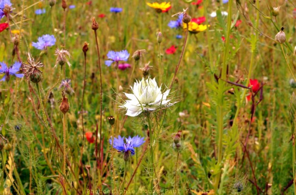 Fleurs des champs_DSC_0085.jpg