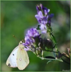 Papillon d'automne-PhotosLP-2008.jpg