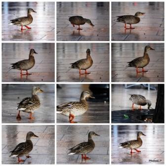 CANARD EN VILLE-PhotosLP.jpg