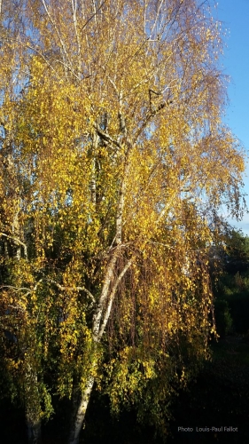 automne doré_.jpg