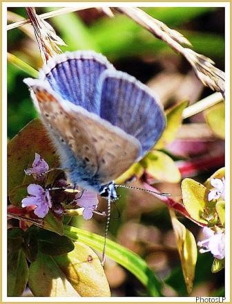 Papillon Bleu-PhotosLP-2008.jpg