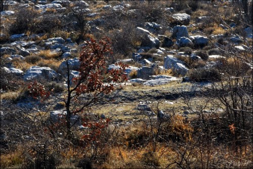 1er janvier 2011-Col de Vence-PhotosLP Fallot (5).jpg