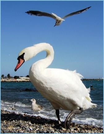 Oiseaux blancs-PhotosLP-Septembre 2008.jpg