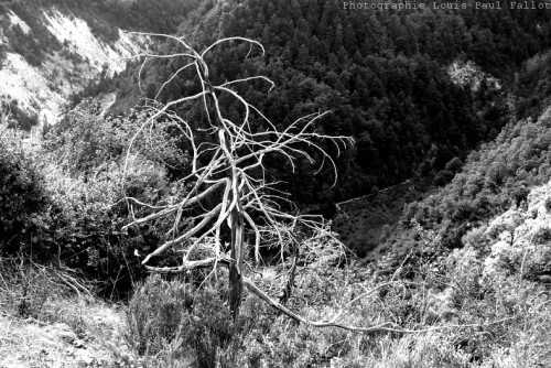 arbre,défifito,livre,’alain corbin,citation,’yves bonnefoy,photo;photographie