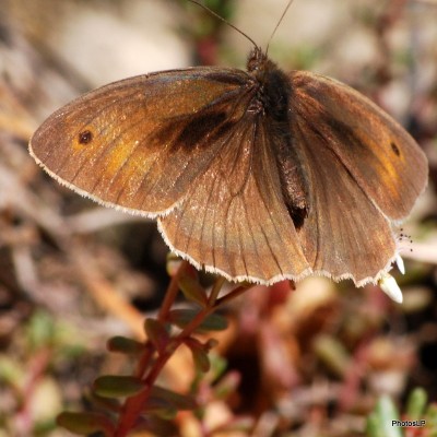 Papillon fin juin 2009 à Méailles-Photo Louis-Paul fallot-DSC_0758-1.JPG