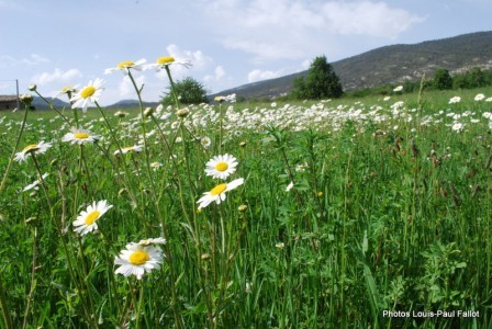 LES FLOCONS DU PRINTEMPS-PhotosLP FALLOT-2009 (4) - Copie.JPG