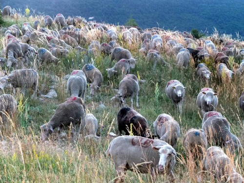 Moutons dans le village-PhotosLP Fallot (4).jpg