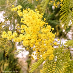 Mimosa-PhotosLP Fallot.jpg