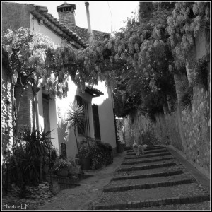 GLYCINES-CAGNES- 2010-PhotosLP FALLOT (7).jpg