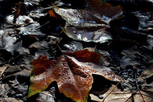 Automne en Haute Provence-PhotosLP Fallot -Série 2 (5).jpg