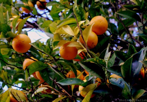 Oranges-PhotosLP Fallot (1).jpg