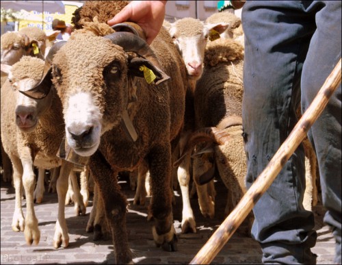 fos sur mer,fête de la crau,transhumance,photo