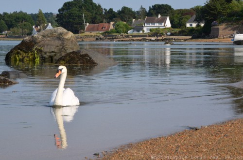 Un cygne avance sur l'eau-PhotosLP Fallot (3).jpg