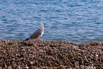 La mouette rieuse-PhotosLP Fallot (1).jpg