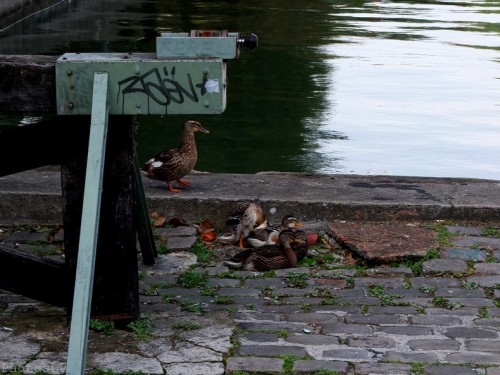 Le long du Canal St Martin-Série couleur-PhotosLP Fallot (5).jpg