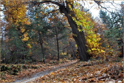 Quand la route devient chemin-PhotosLP Fallot-2010 (5).jpg