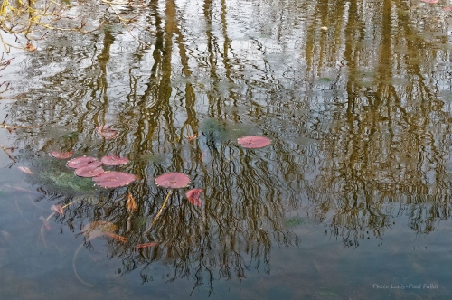 Monet à Giverny_Photo LP Fallot  (6).jpg