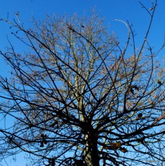 Les arbres-PhotosLP Fallot-DSC_0208.JPG